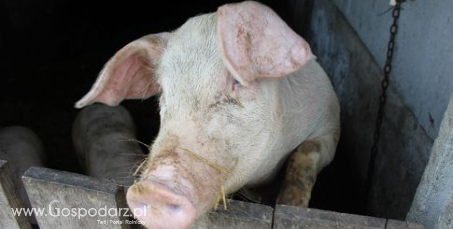 Zmiana rynków zbytu dla mięsa wieprzowego