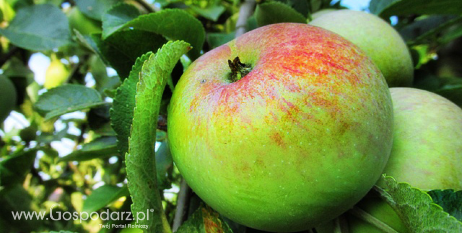 Ukraina zwiększa import jabłek