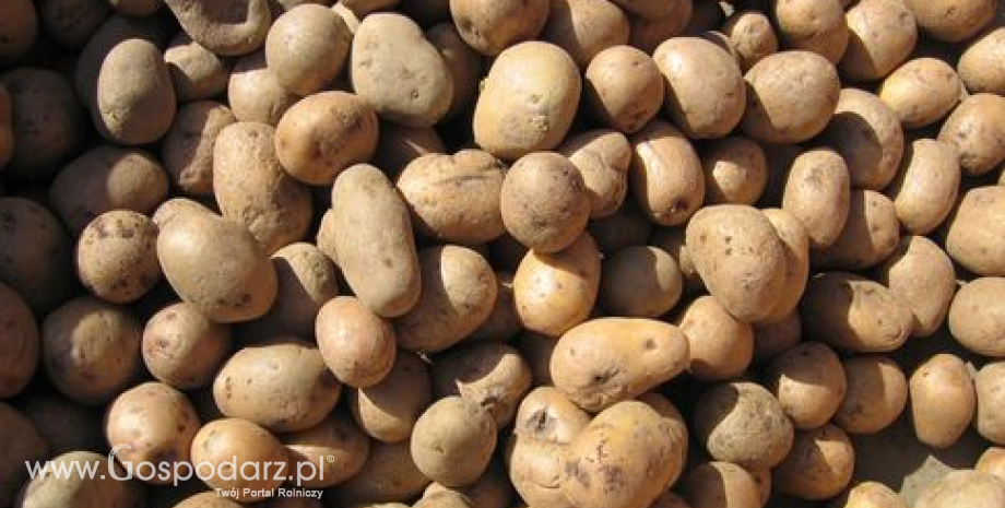 Stabilne ceny ziemniaków w hurcie