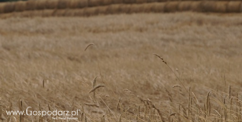 Rynek zbóż w Polsce i na świecie (11-17.08.2014)
