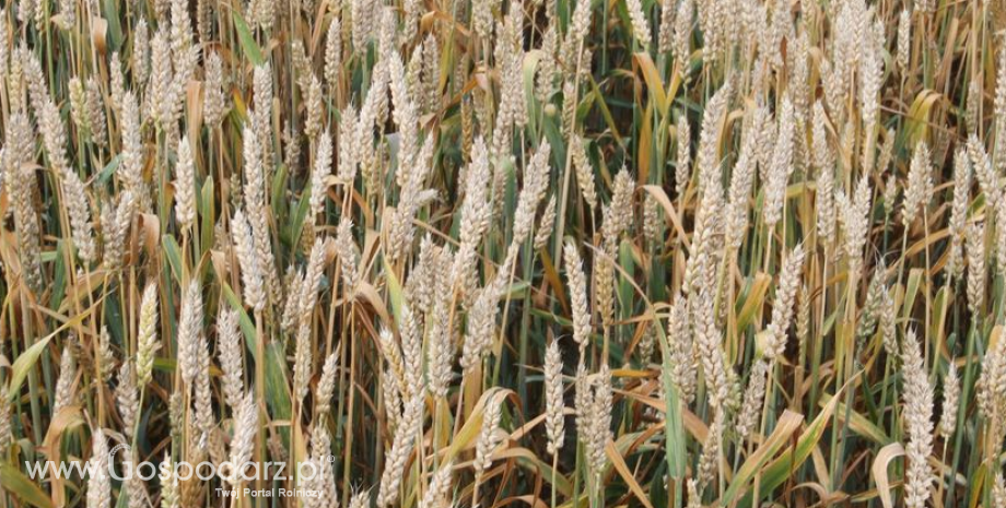 Korzystna w USA pogoda dołuje notowania kukurydzy i soi