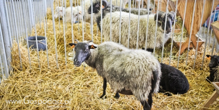 Pogłowie owiec w Polsce wzrosło do 236,5 tys. sztuk