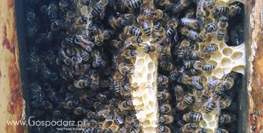 Wsparcie krajowe na przezimowanie rodzin pszczelich – stawki wyższe niż przed rokiem