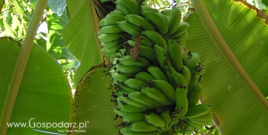 Ekwador głównym dostawcą bananów do Polski