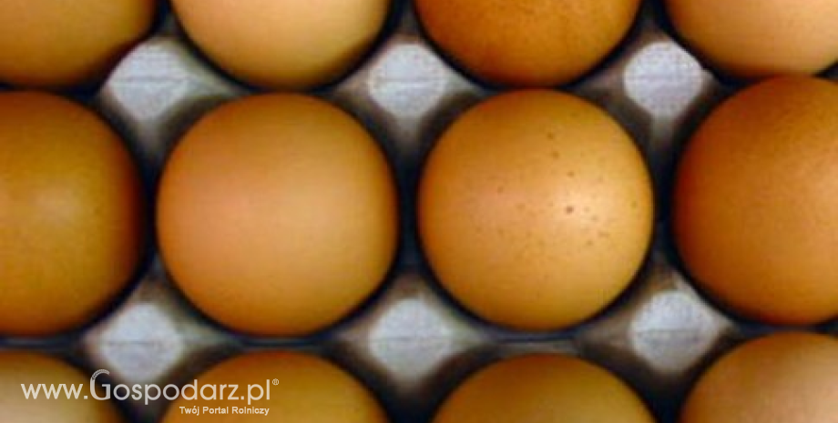 Unia Europejska drugim regionem na świecie pod względem produkcji jaj