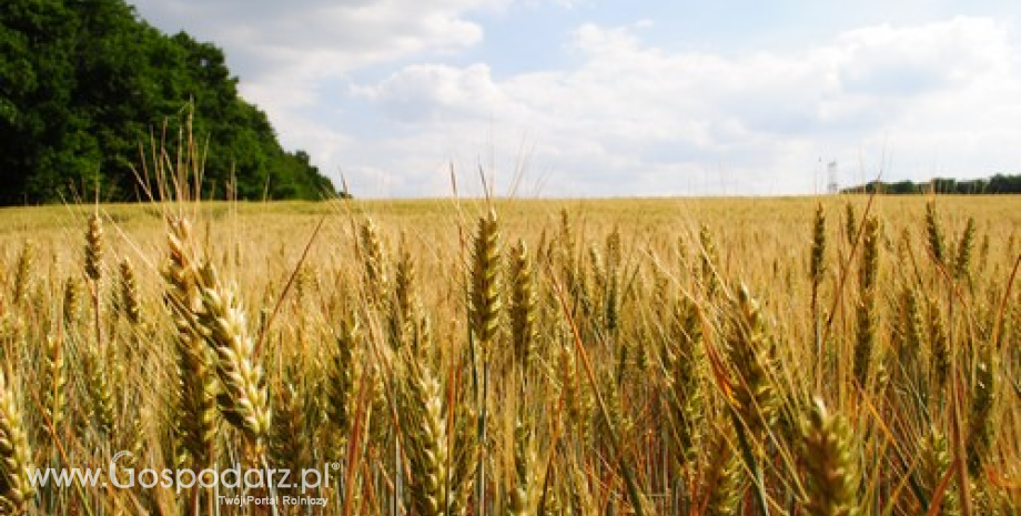 Wzrost prognozy zbiorów zbóż na świecie