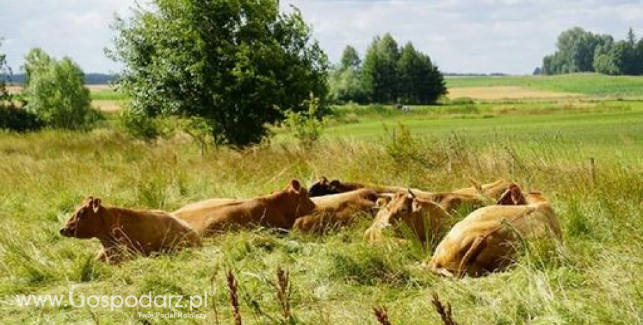 Krajowe ceny bydła na targowiskach (6-13.11.2016 r)