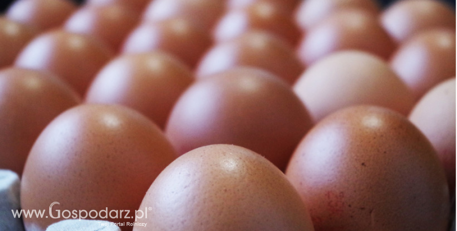 Niebezpieczne jajka nie były wysyłane do Polski