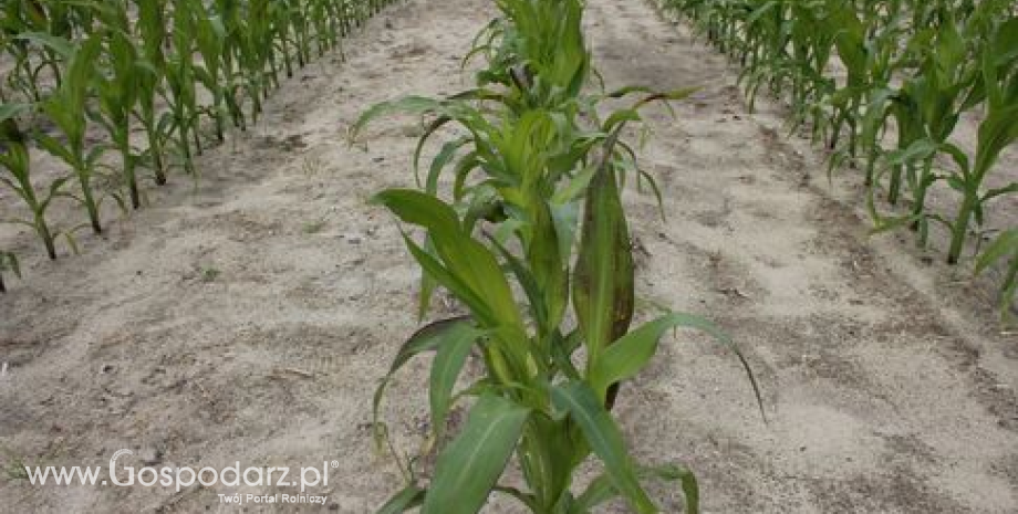 Zwiększono szacunki zapasów pszenicy i kukurydzy we Francji