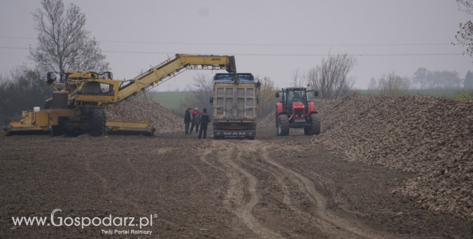 Kampania cukrownicza bez zakłóceń. Zapowiadają się wysokie zbiory buraków i produkcja cukru