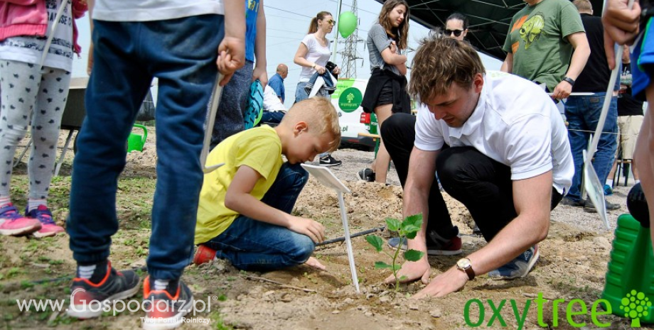 Pokazowa Plantacja Oxytree rośnie w siłę! - Relacja z Pikniku w Stoszycach