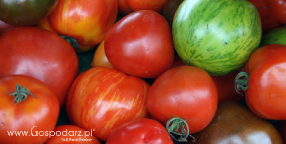 Spadek importu pomidorów z krajów trzecich do Unii Europejskiej