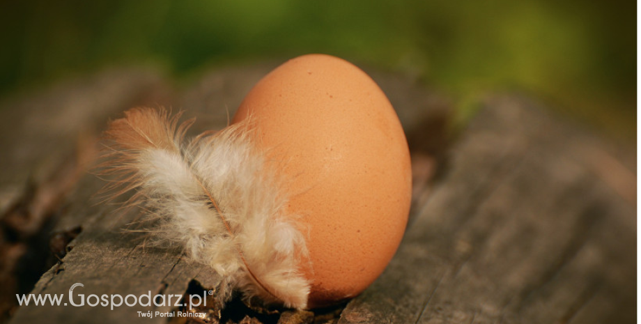 Ceny jaj spożywczych w Polsce (08.04.2018)