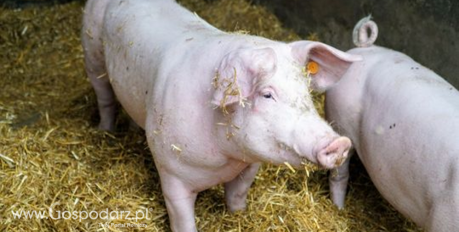Ceny skupu świń rzeźnych (03.07.2022)
