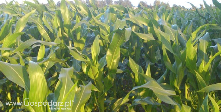 Rekordowe zbiory kukurydzy na Ukrainie