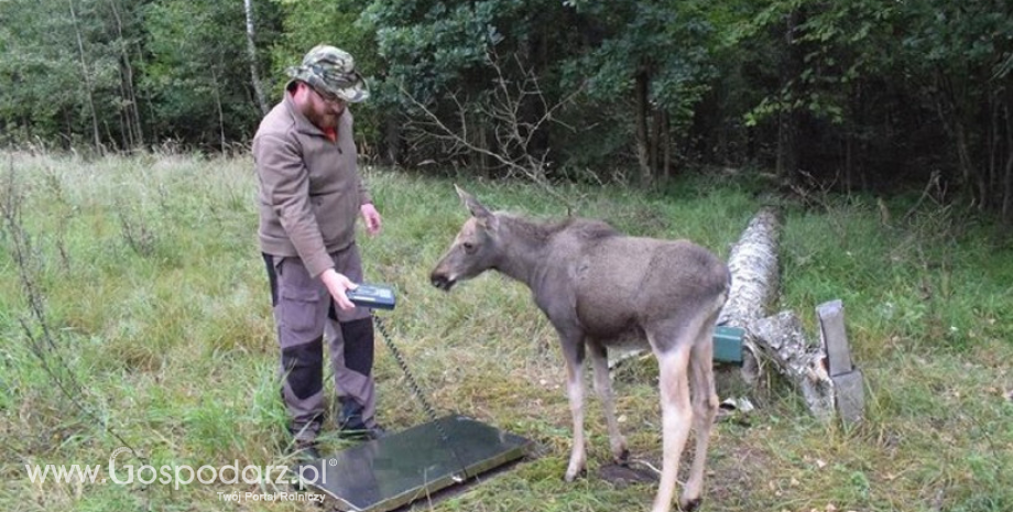 Zwierzęta z największego Parku Narodowego pod lepszą opieką