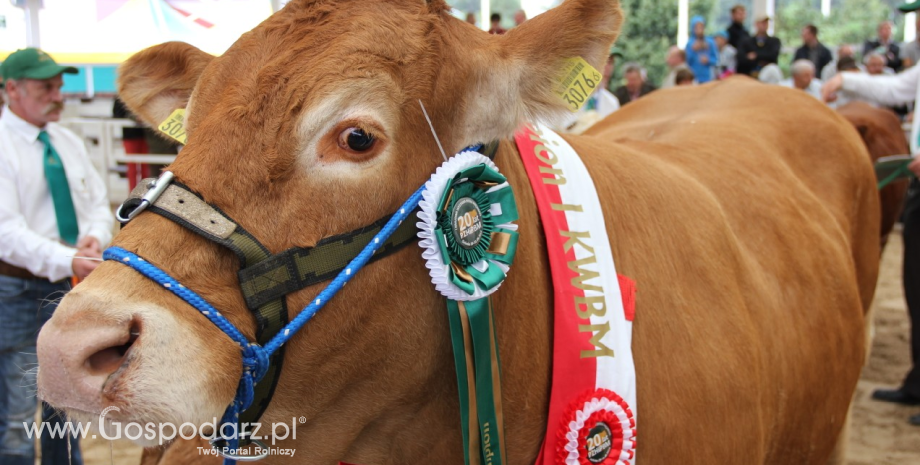 Francuski sektor bydła wsparty przez rząd