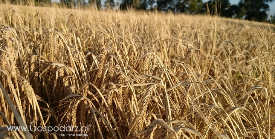 Ceny zbóż na giełdach towarowych (27.05.2018)