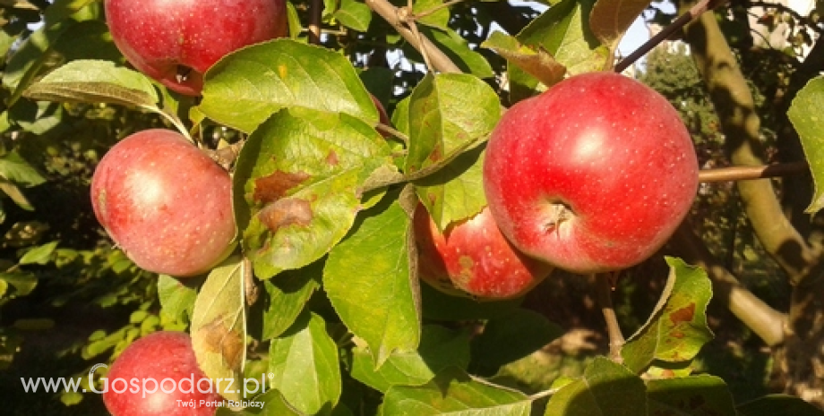 Eksport jabłek z Polski w sezonie 2015/2016 wyniósł 968 tys. ton