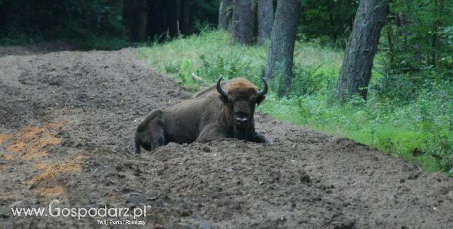 Odpowiedzialność Państwa za szkody niezależnie od rodzaju majątku