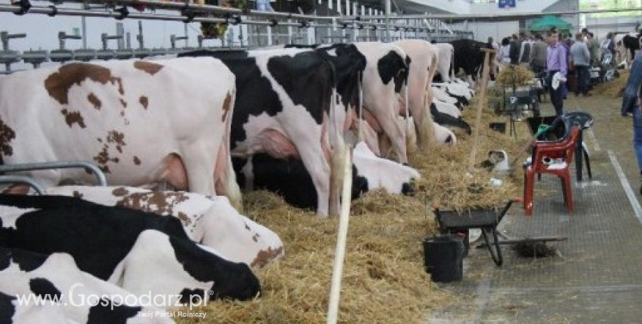 Pogłowie krów oraz produkcja i dostawy mleka w Polsce