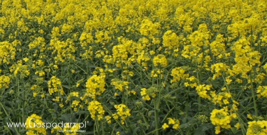 Na plantacjach rzepaku ozimego stwierdzono występowanie chrząszczy chowacza czterozębnego