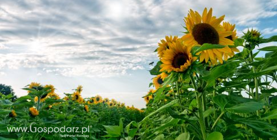 Znaczący spadek światowej produkcji słonecznika w 2012 roku