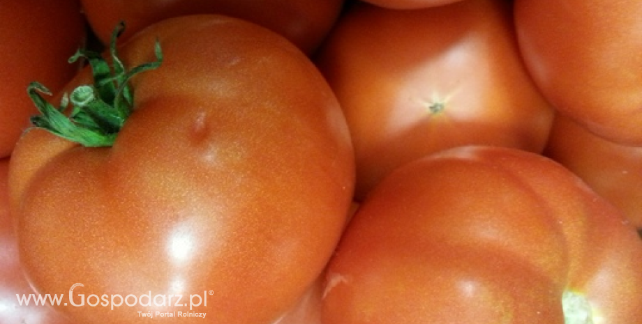 Zbiory pomidorów, marchwi i cebuli w UE