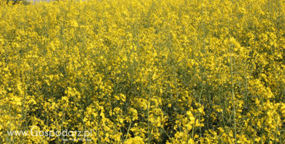 Tydzień na giełdowym rynku oleistych - 09-07-2012