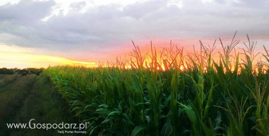 Mniej kukurydzy na Ukrainie
