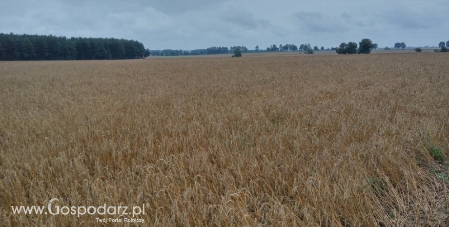 Zła sytuacja na Warmii i Mazurach. Rolnicy wystąpili o uznanie klęski w rolnictwie