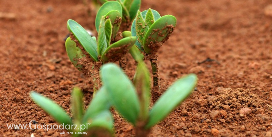 Chiny zaczynają przestawiać się na uprawy GMO