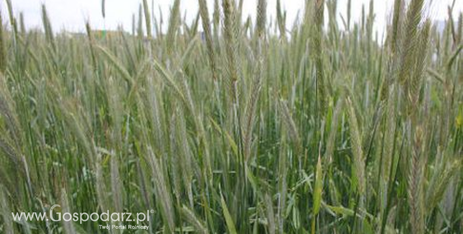 Kazachstan – Znacznie mniejsze zbiory zbóż