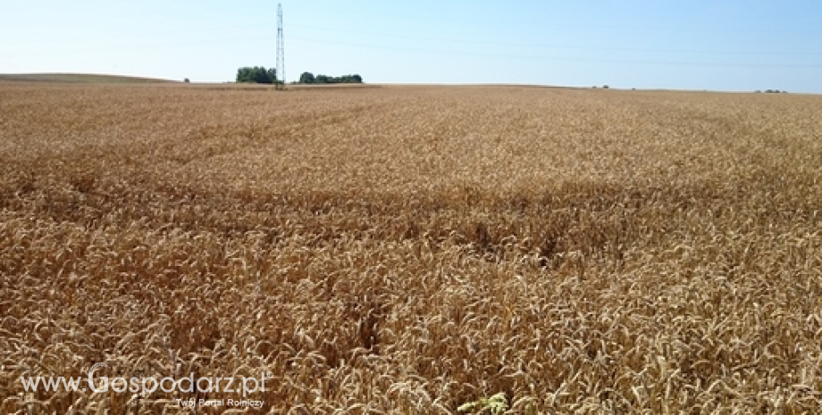 Rekordowe szacunki zbiorów pszenicy we Francji