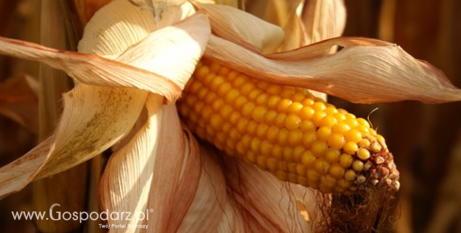 Ceny zbóż w Polsce. Kukurydza drożeje do ponad 670 zł/t
