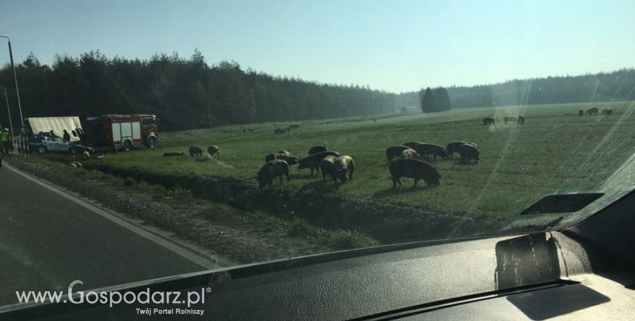 Blisko 440 wypadków na drogach w długi weekend czerwcowy