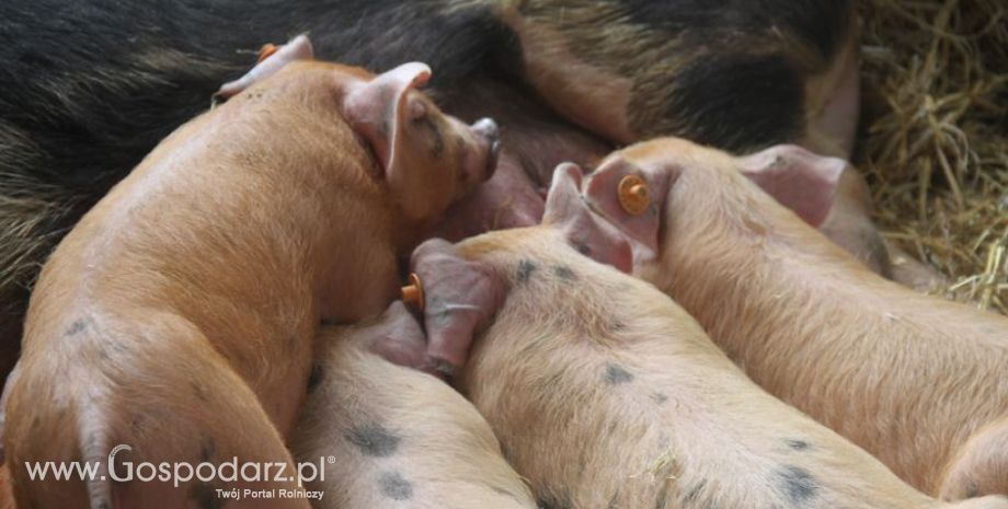 Stwierdzono kolejne ogniska afrykańskiego pomoru świń