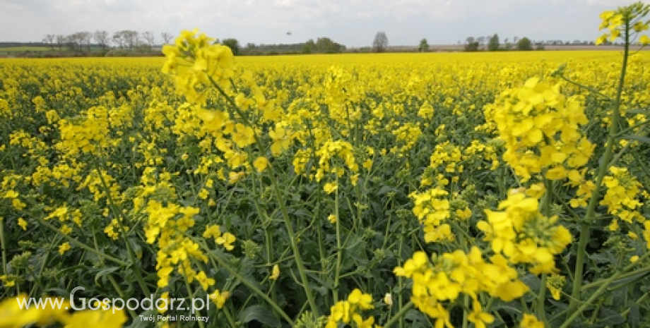Spadek cen rzepaku, śruty, oleju i makuchu w punktach skupu (30.03-05.04.2015)