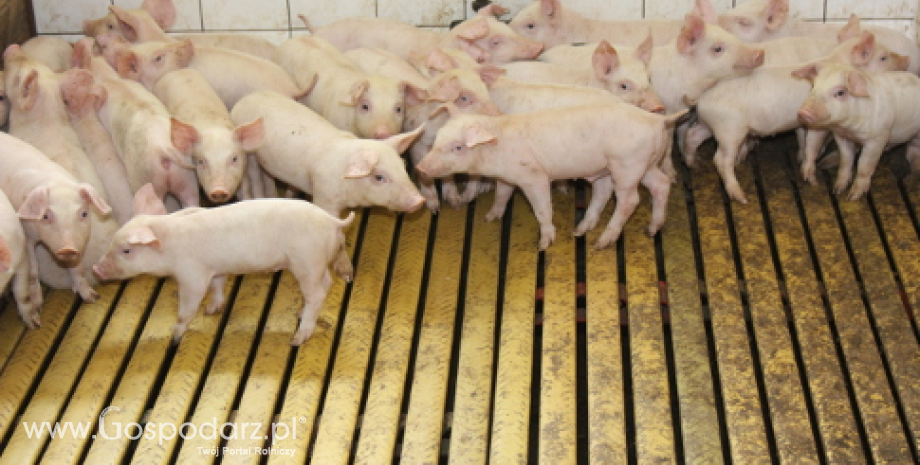 Chiny: Prognozy rekordowego importu wieprzowiny