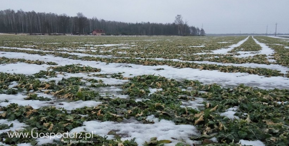 Prognozowany wzrost światowych zbiorów rzepaku w sezonie 2017/18