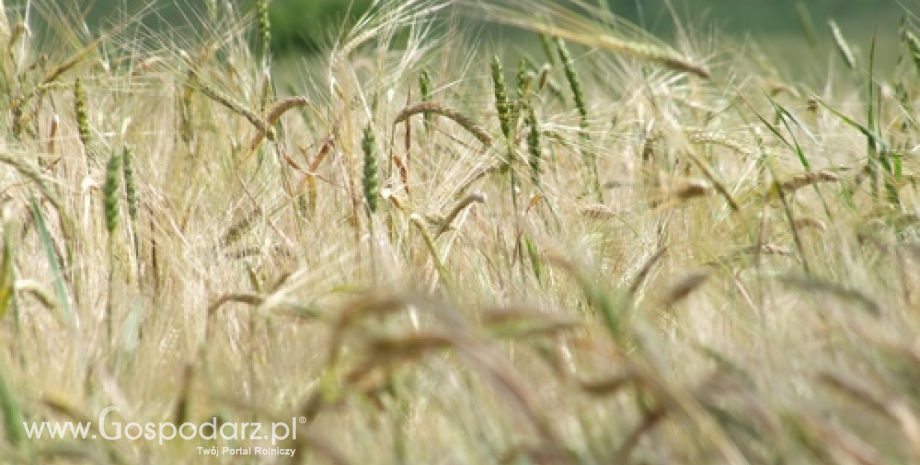 Sytuacja na rynku zbóż w Wielkopolsce (14.05.2013)