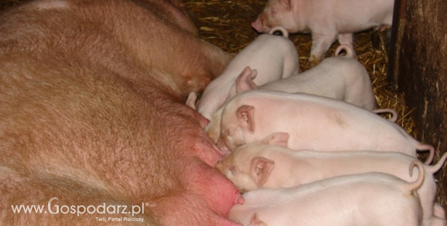 Należy ograniczyć obcinanie ogonów u świń