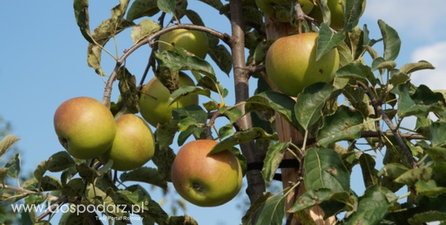 W najbliższych latach światowe zbiory jabłek wzrosną do 82 mln ton