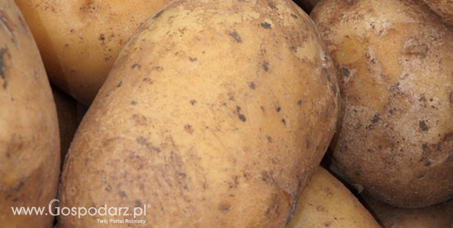 Większe zbiory ziemniaków w Polsce i UE