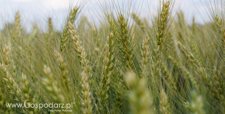 Amerykańscy farmerzy zasieli najwięcej od 8 lat pszenicy ozimej