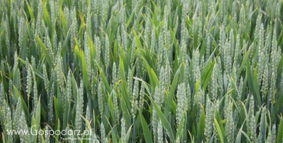 Etiopia zaimportuje dodatkowy 1 mln ton pszenicy