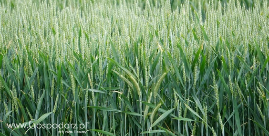 Produkcja krajowych zbóż powinna wzrosnąć w tym roku