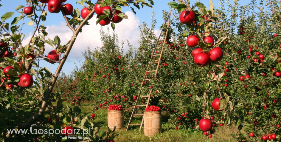 Uznane organizacje producentów owoców i warzyw – zmiany terminów