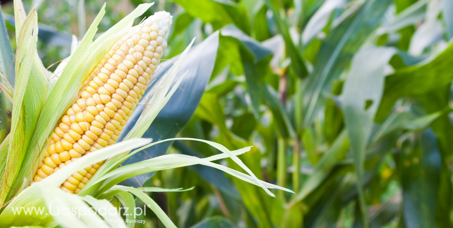 Pszenica i kukurydza najczęściej importowanymi zbożami do Polski w pierwszej połowie 2015 r.