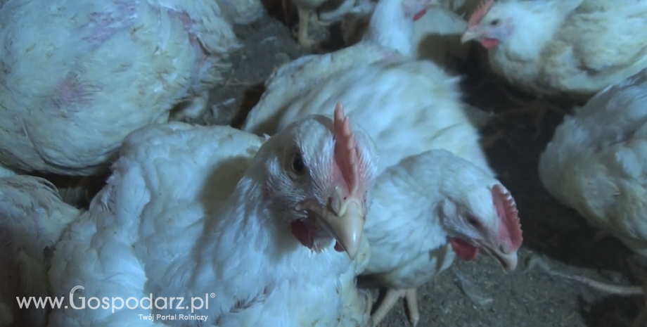 WTO odrzuca skargę Chin dot. zmiany unijnej taryfy celnej względem przywozu mięsa kurcząt